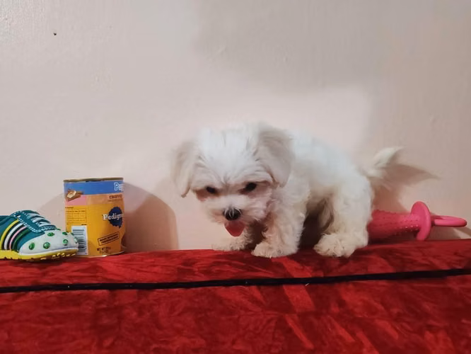 Perrito maltes macho Puro - Imagen 5