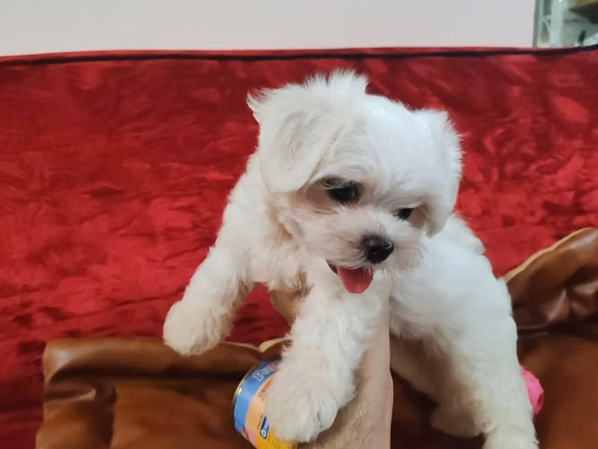 Perrito maltes macho Puro - Imagen 6