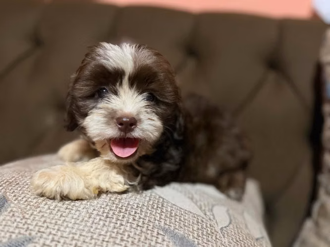 Hermoso macho Shih-Poo toy con su tarjeta