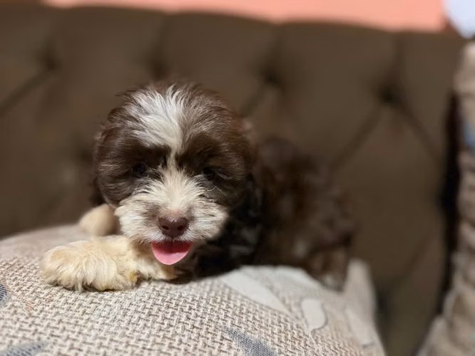 Hermoso macho Shih-Poo toy con su tarjeta