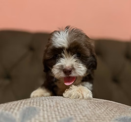 Hermoso macho Shih-Poo toy con su tarjeta