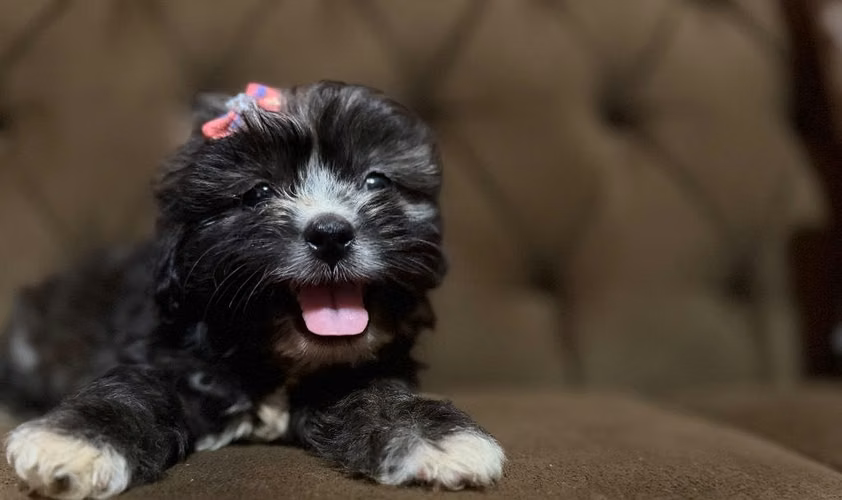 Hermosa hembra Shih-Poo con su tarjeta
