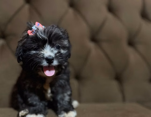 Hermosa hembra Shih-Poo con su tarjeta