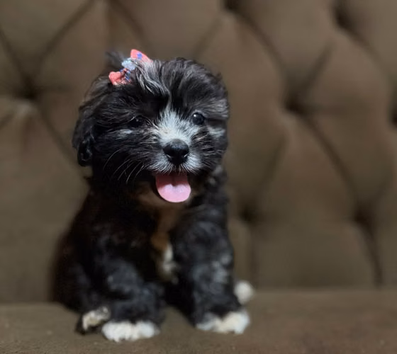 Hermosa hembra Shih-Poo con su tarjeta