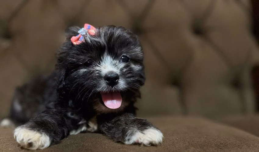 Hermosa hembra Shih-Poo con su tarjeta