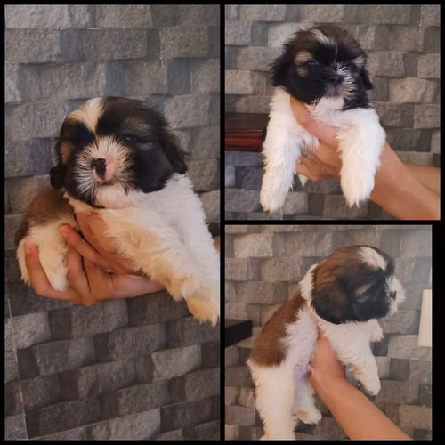 Shih tzu puros