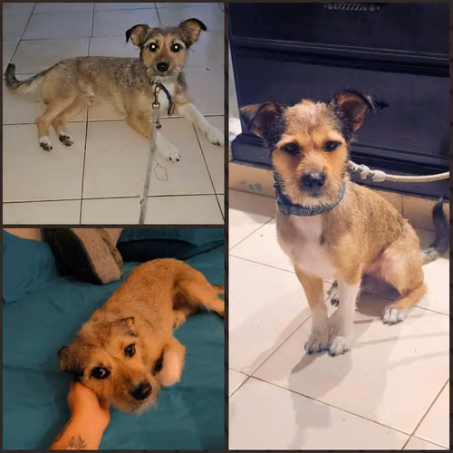Se da en adopción