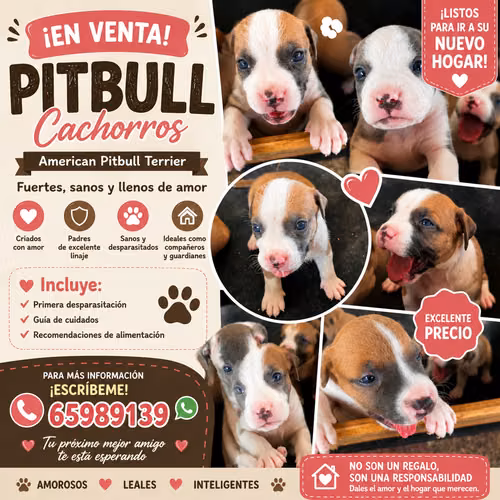 Venta American Pitbull Terrier
