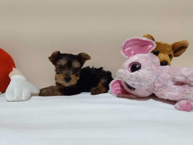 Vendo hermosa Yorkie hembra - Imagen 3