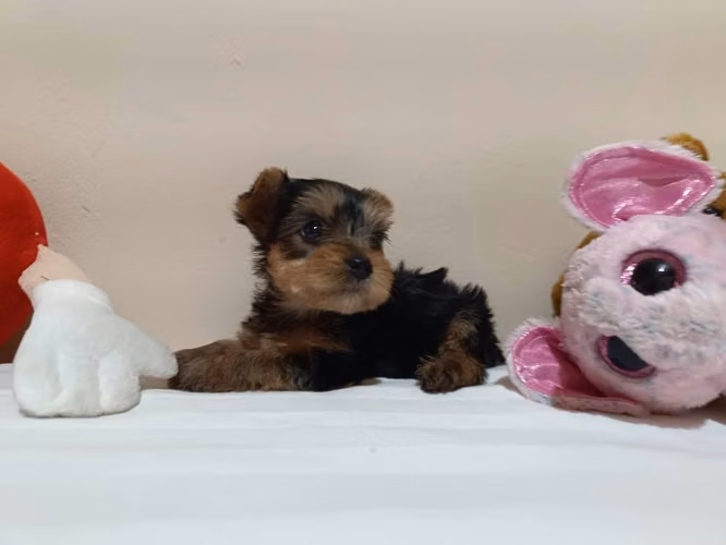 Vendo hermosa Yorkie hembra - Imagen 2