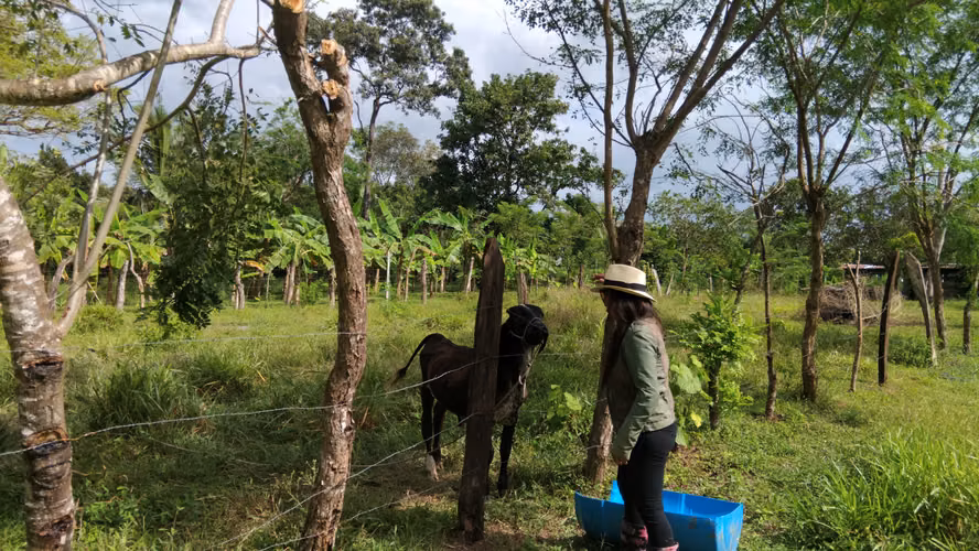 Finca con Casa en Construcción en Cochea – David, Chiriquí