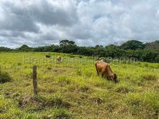 VENDO Terreno Comercial Ubicado en Tortí 242 Hectareas