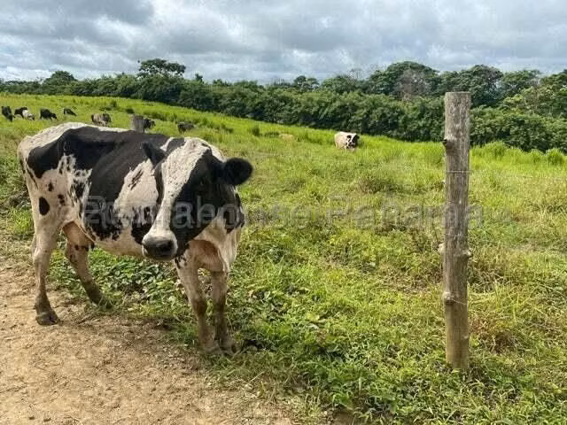 VENDO Terreno Comercial Ubicado en Tortí 242 Hectareas