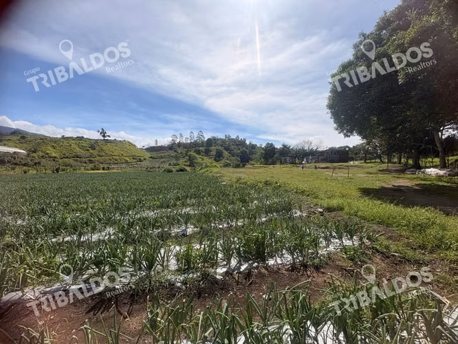 VENTA DE FINCA AGROINDUSTRIAL EN VOLCAN - Imagen 4