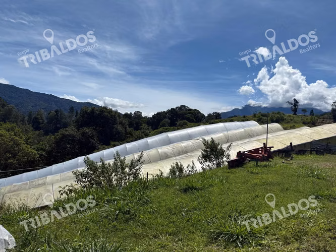 VENTA DE FINCA AGROINDUSTRIAL EN VOLCAN - Imagen 7