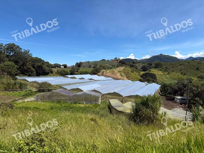 VENTA DE FINCA AGROINDUSTRIAL EN VOLCAN - Imagen 5