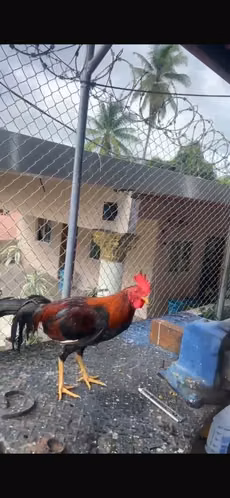 Gallos Finos