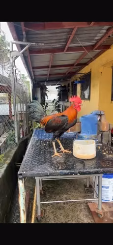 Gallos Finos