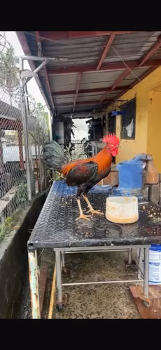 Gallos Finos