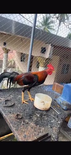 Gallos Finos