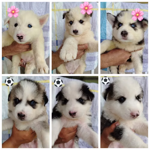 HUSKY SIBERIANOS CACHORROS