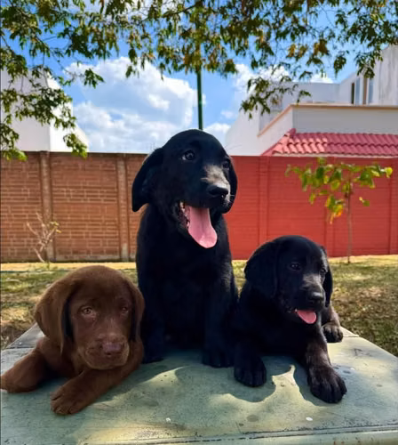 Amiguitos labradores
