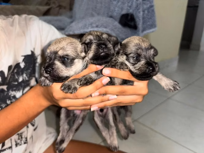 Vendo Snauzher macho