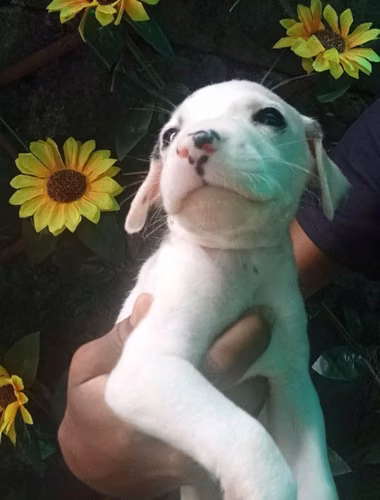 Se venden cachorros dalmatas