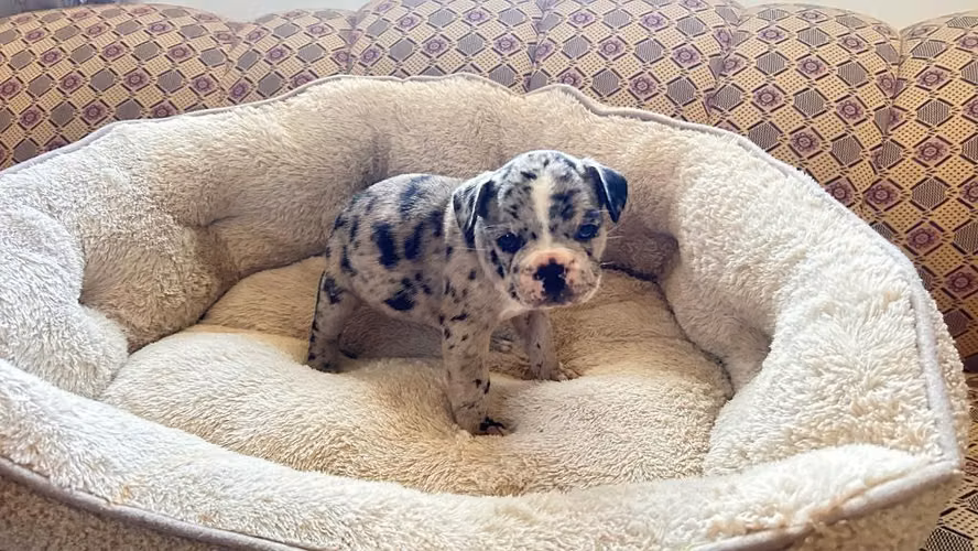 BULLDOG FRANCÉS