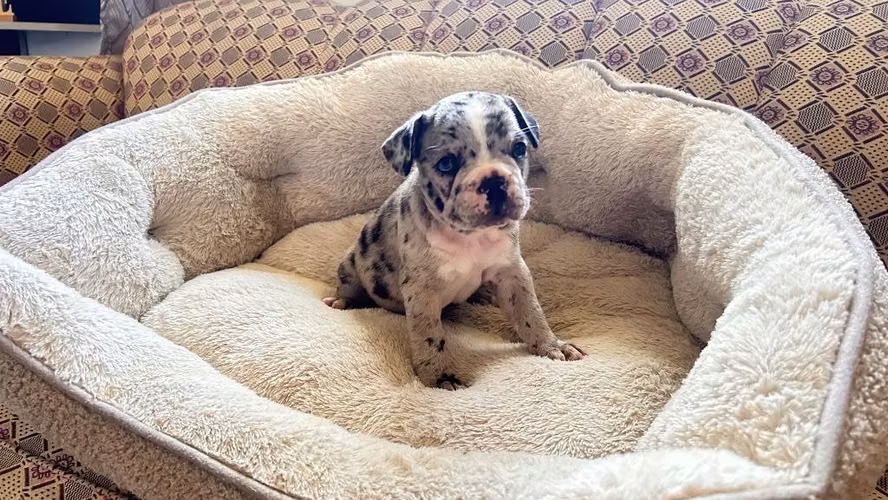 BULLDOG FRANCÉS