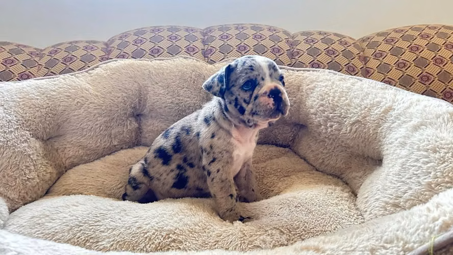 BULLDOG FRANCÉS