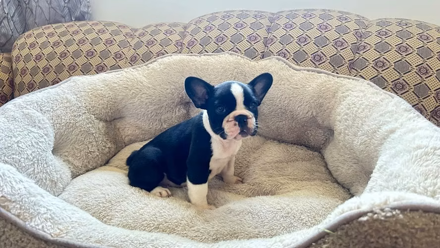 BULLDOG FRANCÉS