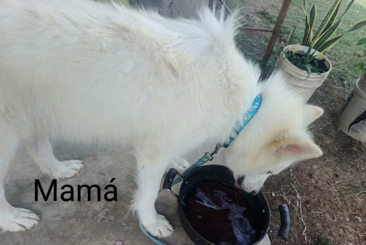 Venta husky siberiano blanco  ojos azules