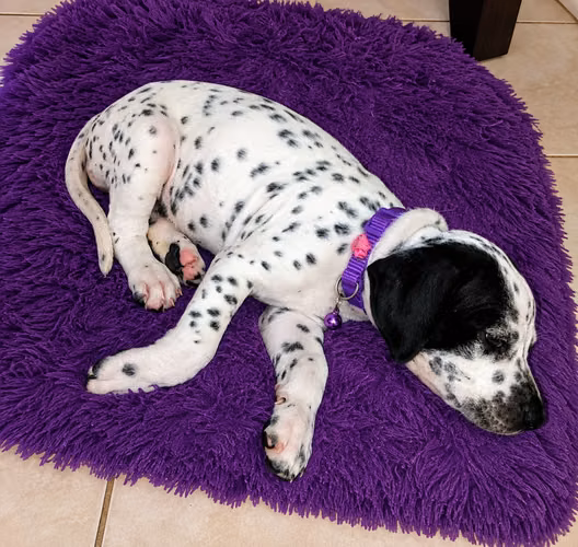 Cachorro Dálmata - Imagen 6