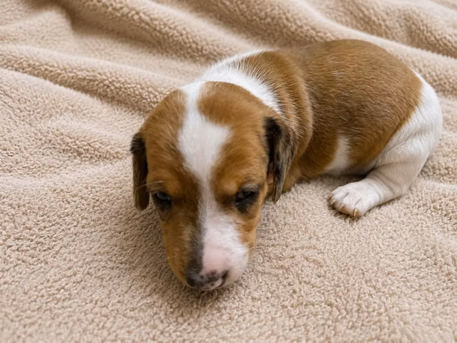 Cachorro Dachshund salchicha Arlequines - Imagen 4