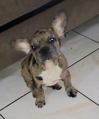 Bulldog francés