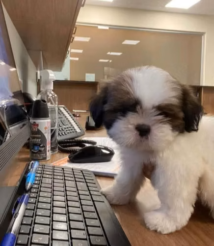 Cachorros SHIHTZU $550