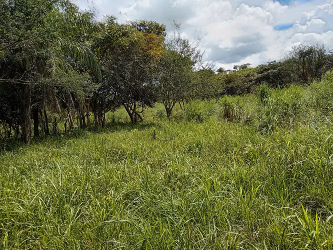 Venta de Finca de 11.6 Hectáreas con Título de Propiedad en La Laguna, Calobre