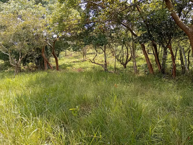 Venta de Finca de 11.6 Hectáreas con Título de Propiedad en La Laguna, Calobre