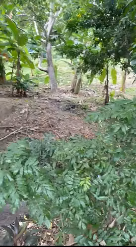 Se vende terreno en el Chorrillo, Penonomé, céntrico, ubicado al borde de la calle asfaltada