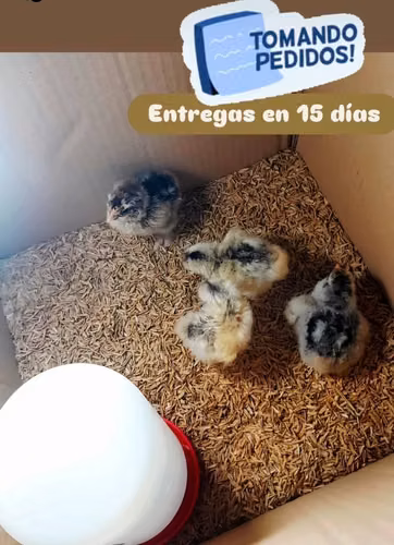POLLITOS BRAHMA