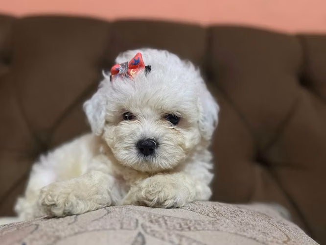 Hermosa hembra maltipoo toy con su tarjeta