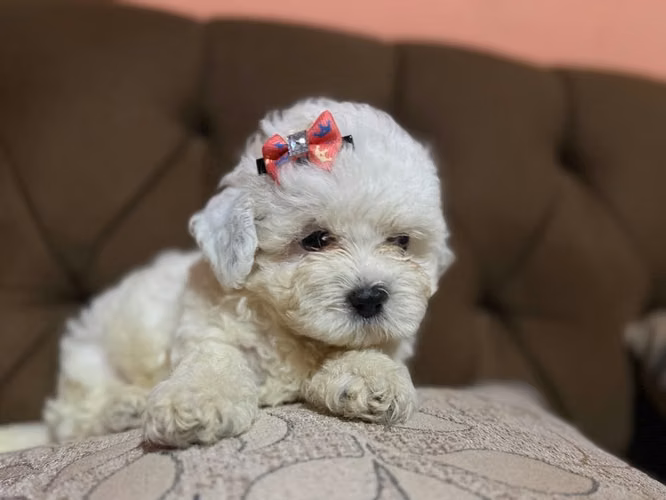 Hermosa hembra maltipoo toy con su tarjeta