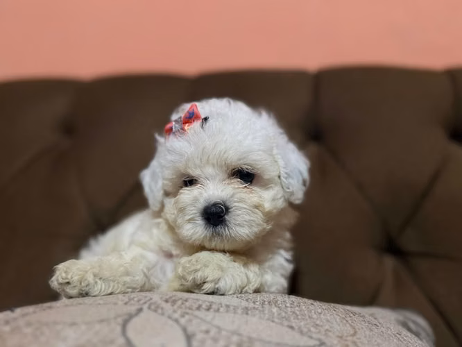 Hermosa hembra maltipoo toy con su tarjeta