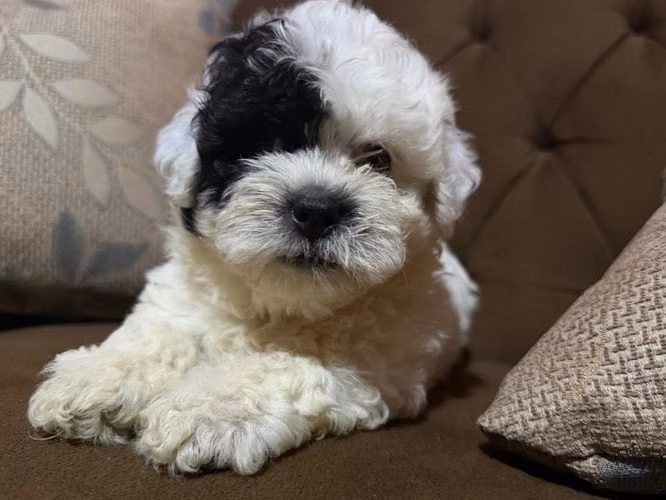 Hermoso machito Shih Poo con su tarjeta - Imagen 5