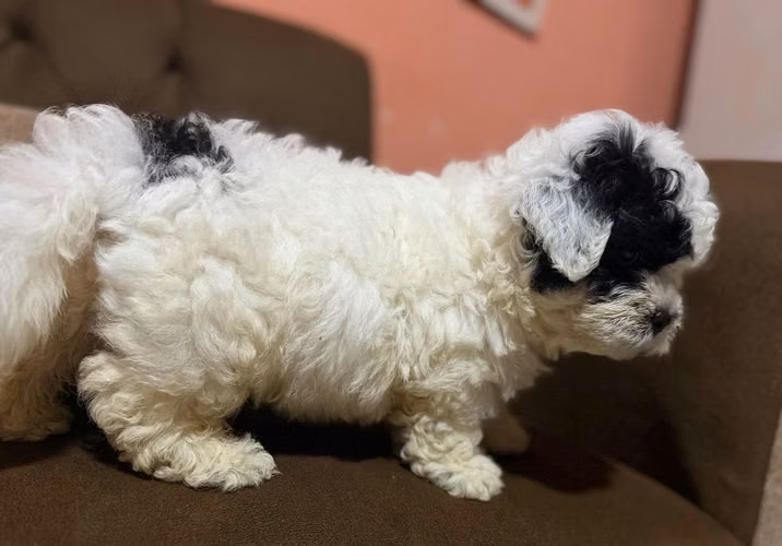 Hermoso machito Shih Poo con su tarjeta - Imagen 2