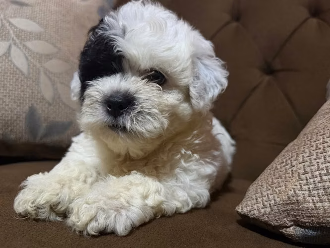 Hermoso machito Shih Poo con su tarjeta - Imagen 6