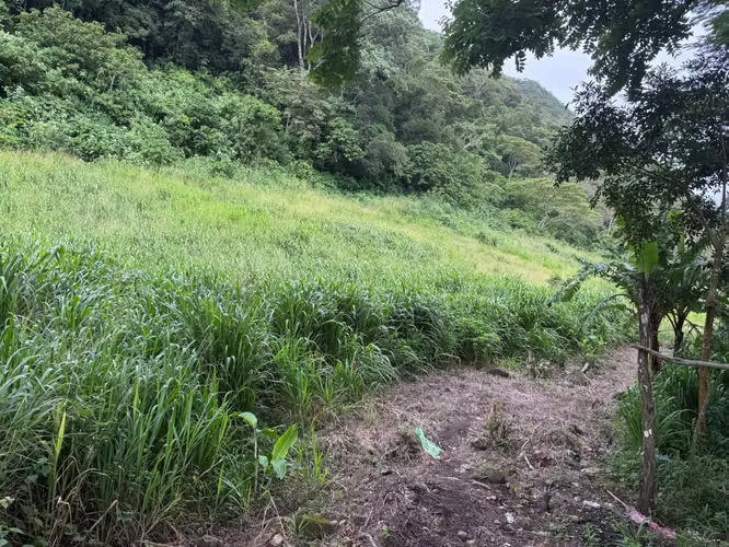 Venta de Terreno de 1 Hectárea Ideal para Proyecto Ecoturístico | San Carlos, Panamá Oeste