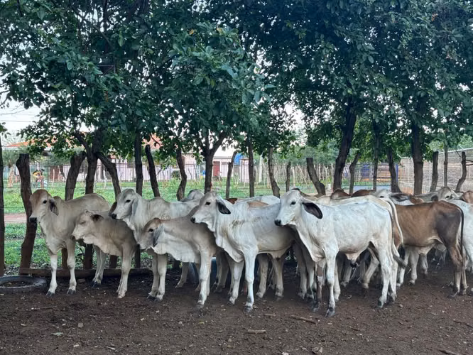 TERNEROS PARA CEBA