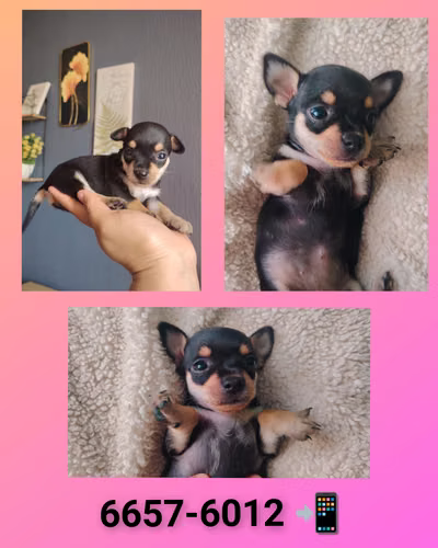 Vendo chihuahuas